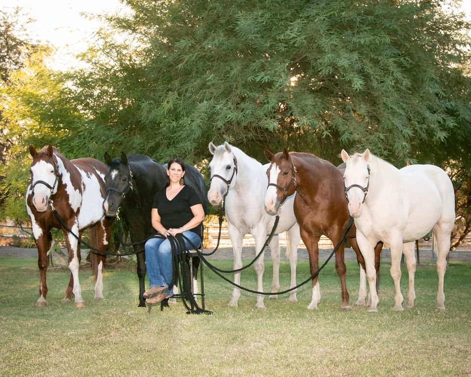 Star Mountain Paint Horses - Coloured Stallion